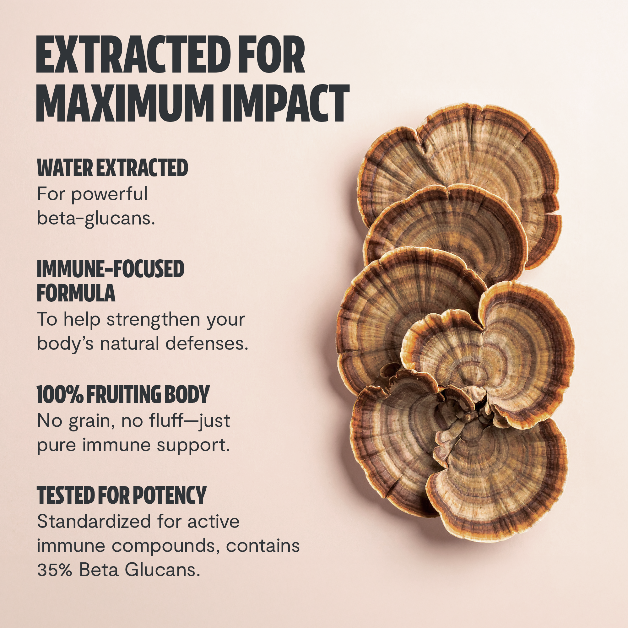 Turkey Tail Mushroom Extract Powder